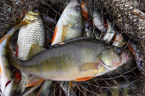 Catch, perch and rudd, roach are in the net. Fish of the family - carp. Fishing Stock Photos