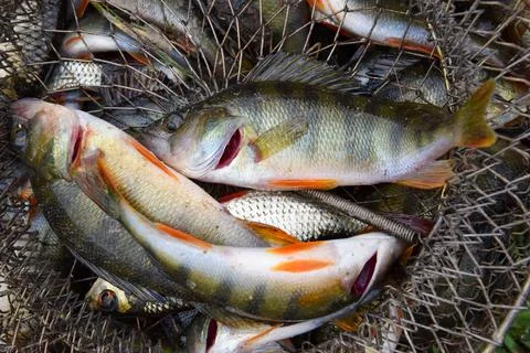 Catch, perch and rudd, roach are in the net. Fish of the family - carp. Fishing Stock Photos