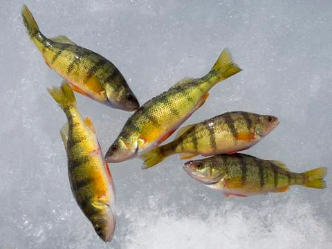 Catch of perches on ice Stock Photos