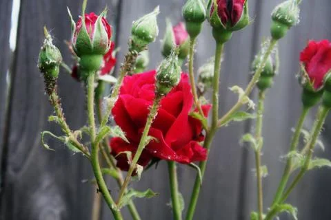 Catch The Princess Stock Photos