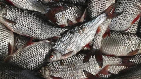 Catch roach live fish Stock Footage 76579983