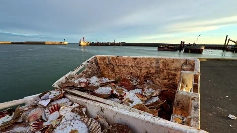 Catch of scallops leftover shells in containers on a fishing boat near port Видео 334691677