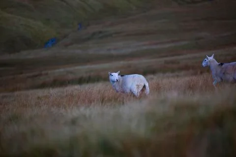 Catch up sheep  Stock Photos