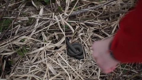 Catch a snake. the snake escape. man tries to catch the snake by the tail but Stock Footage 75286366