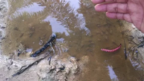 Catch tadpole Stock Footage 161003552