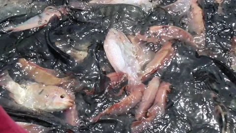 Catch tilapia by hand. Catch red tilapia Stock Footage 237899644