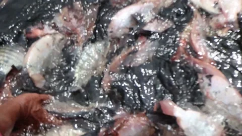Catch tilapia by hand. Catch red tilapia Stock Footage 237899645