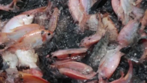 Catch tilapia by hand. Catch red tilapia Stock Footage 237899650