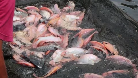 Catch tilapia by hand. Catch red tilapia Stock Footage 237899654