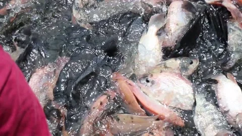 Catch tilapia by hand. Catch red tilapia Stock Footage 237899658