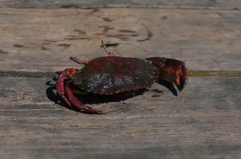 Catched crab Stock Photos