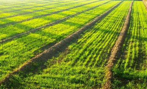 Catcher Stock Illustration