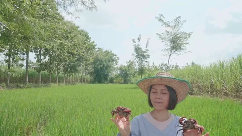 Catches crabs that are pests. Stock Footage 219369330