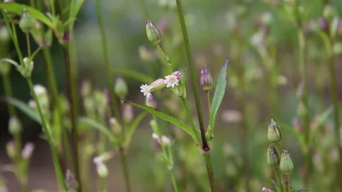 Catchfly flowers Stock Footage 83370403