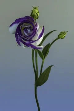 A Catchfly Prairie Gentian Stock Photos