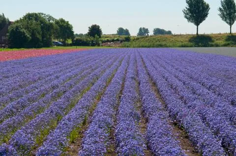Catchfly (Silene) field Stock Photos