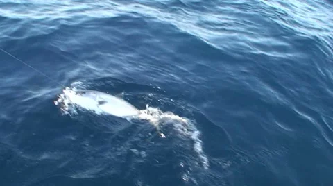 Catching an Amber Jack Stock Footage 7136597