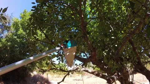 Catching apples from apple tree Video stock 81199183