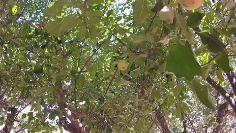 Catching apples from apple tree Stock-Footage 81199219