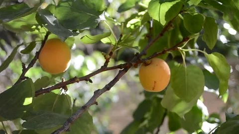 Catching Apricots Stock Footage 76573661