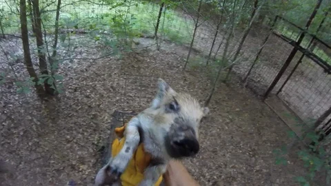 Catching Baby Wild Pigs Vídeo Stock 91908776