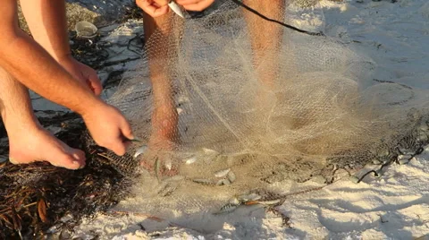 Catching Bait Fish Video stock 950181