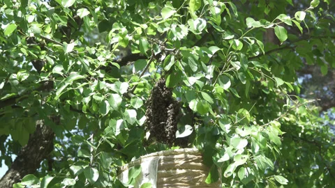 Catching bees on a branch Stock Footage 132142291