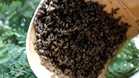 Catching bees, reproduction concept Stock Footage 77996348