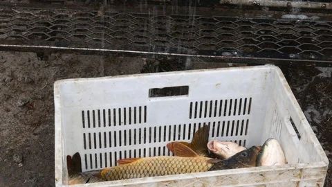 Catching big carp fish and putting into fishing box Stock Footage 89135164