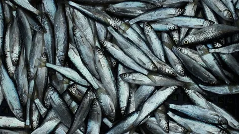 Catching  bleak fish Stock Footage 83244690