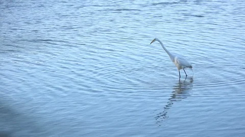 Catching breakfast! Video stock 71663119