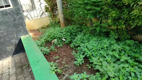 Catching a butterfly Stock Footage 262625393