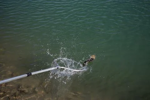Catching caught fish on a hook. Stock Photos