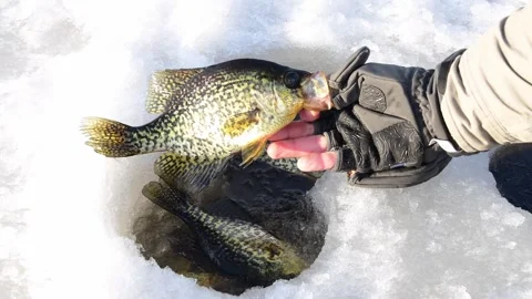 Catching crappie on ice Stock-Footage 255294853