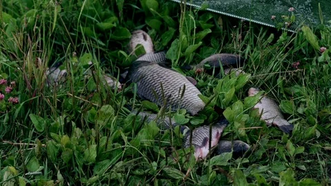 Catching crucian fish lying on grass Video stock 77908294