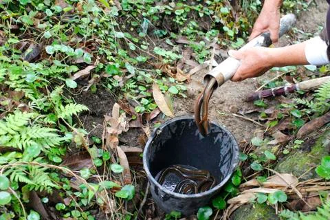 Catching eel Stock Photos