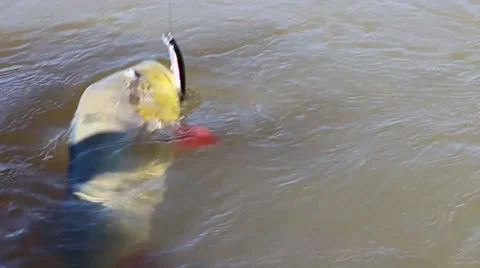 CATCHING A FISH 2 Stock Footage 34563348