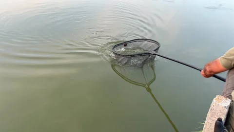 Catching fish in a carp net Video stock 248413739