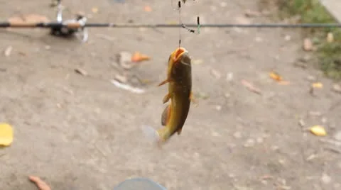 Catching fish by a fisherman using spinning reels on a lake in countryside Vidéo 8930583