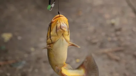 Catching fish by a fisherman using spinning reels on a lake in countryside Stock Footage 8930907