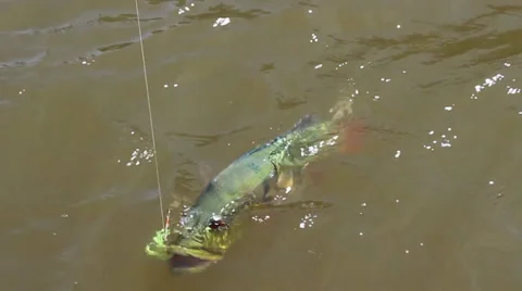 CATCHING A FISH Stock Footage 34563491