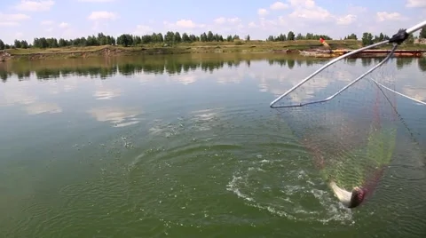 Catching fish Stock Footage 42707047
