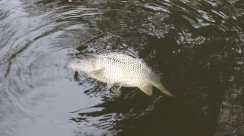 Catching fish. Stock-Footage 44191650