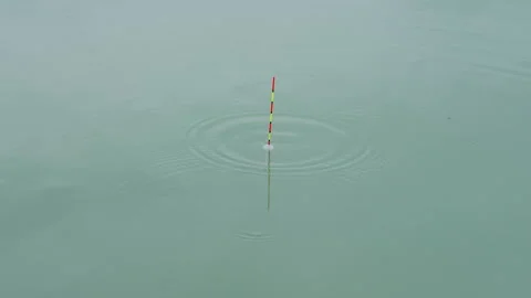 Catching fish Stock-Footage 163221867