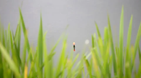 Catching a fish in a lake Stock Footage 36646935