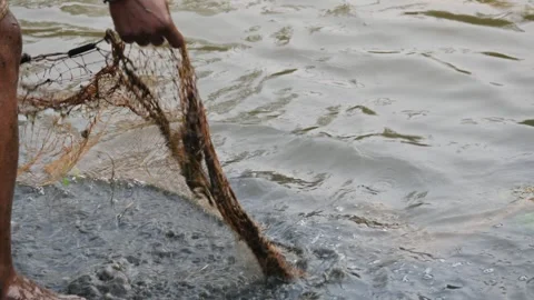 Catching fish in a pond with a net. Stock Footage 309760170