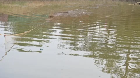 Catching fish in a pond with a net. Видео 309760635