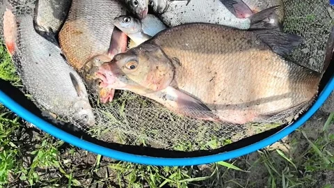 Catching fish in a river during summer morning in a small town Stock Footage 329433186