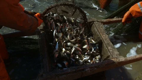 Catching fish in slowmotion Stock Footage 77827142