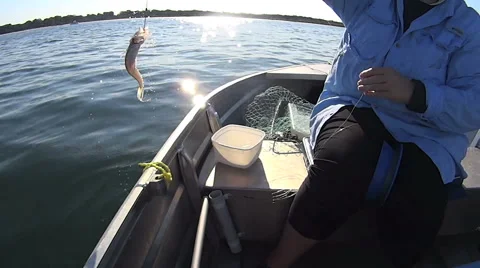 Catching A Flathead Fish Stock Footage 56805595